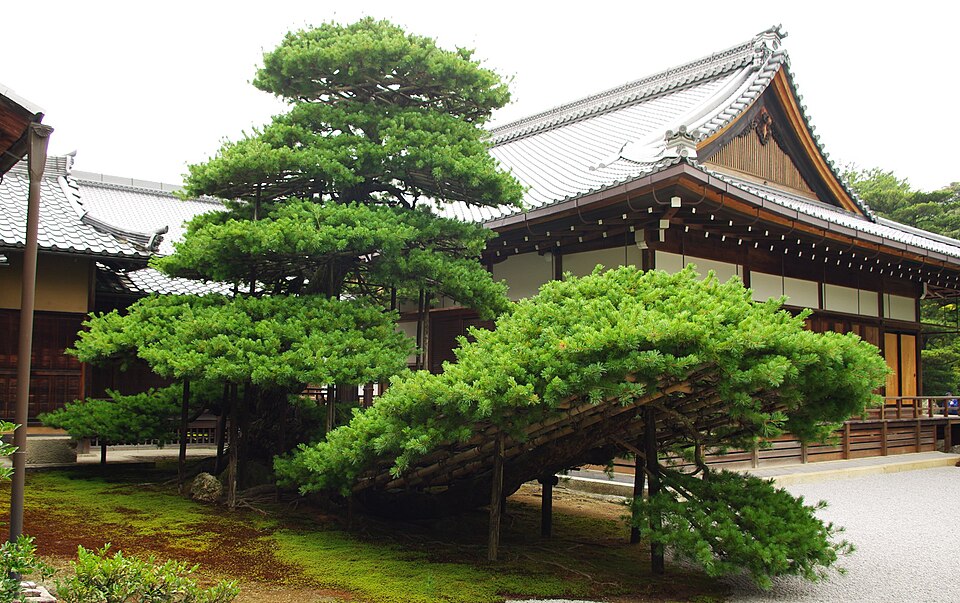 Rikushu-no-matsu