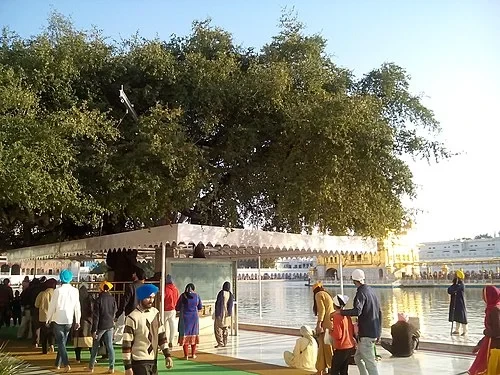 L'arbre du service — Harmandir Sahib