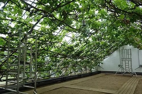 Inside the World's Largest Vine