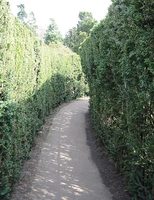 The Hampton Court Maze