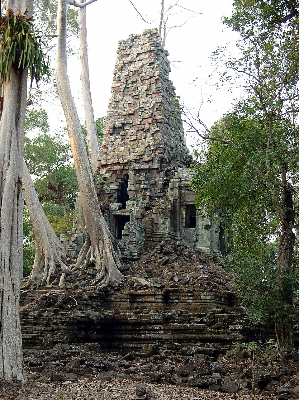 Nature Reclaiming the Stone