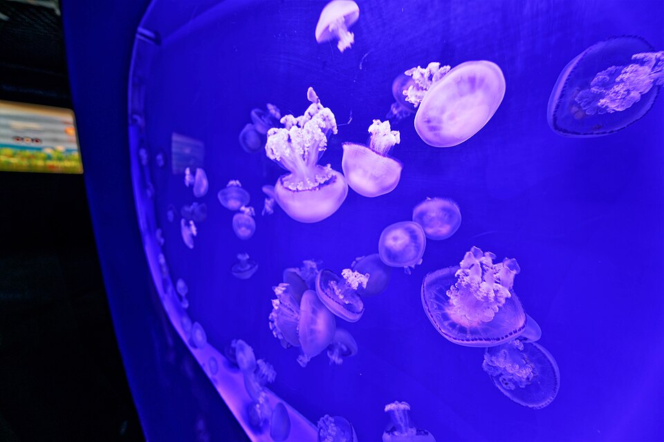 The Jellyfish Gallery
