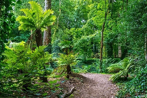 The Exotic Fern Glade