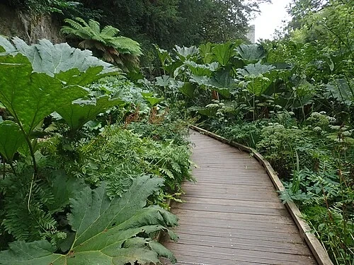 La passerelle de la jungle — Blarney Castle