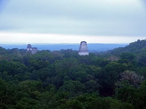Vista da Copa da Floresta