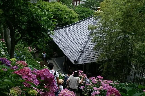 The Hydrangea Path — Hase-dera Temple audio guide stop