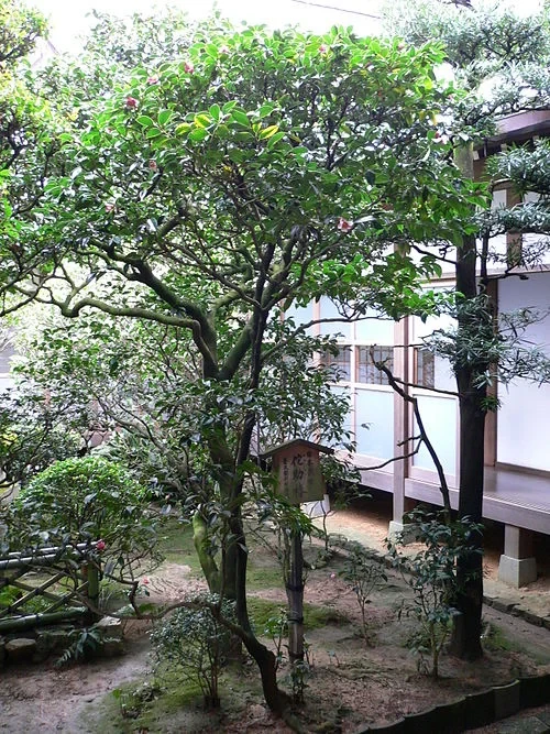 The Oldest Camellia in Japan — Ryōan-ji audio guide stop
