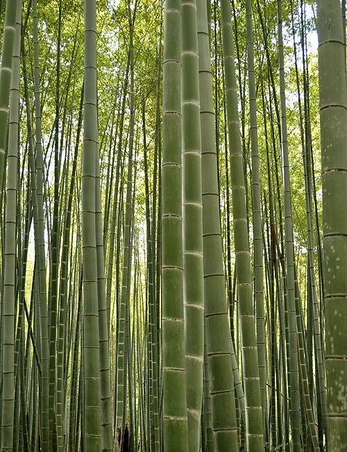La bambouseraie de Sagano — Ōkōchi Sansō