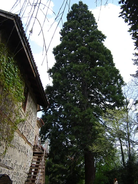 Les Séquoias géants — Boyana Church
