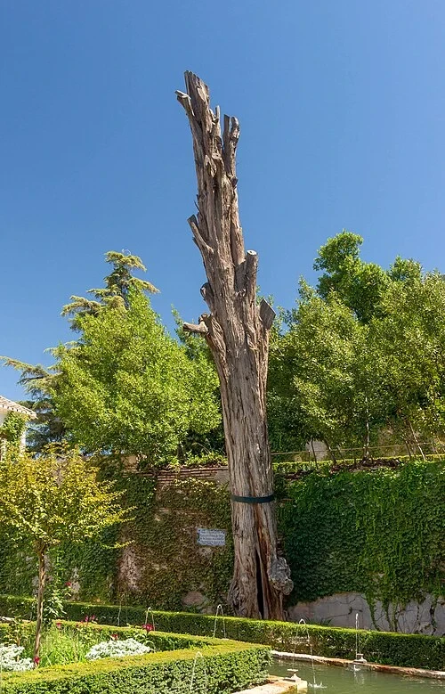 La Légende du Cyprès — Generalife