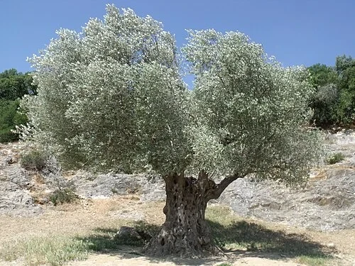 L'olivier millénaire — Pont du Gard
