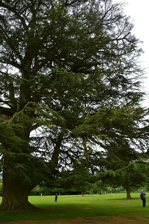 Le Grand Cèdre — Highclere Castle