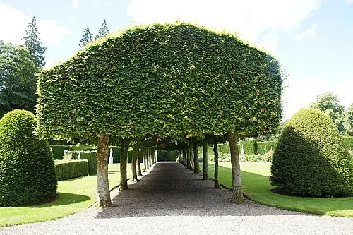 L'Allée des Hêtres — Glamis Castle
