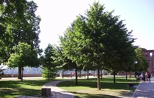 The Artillery Garden