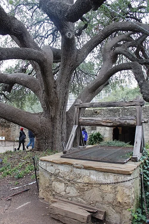 Le chêne du centenaire — The Alamo