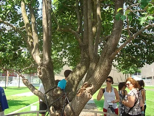 L'Arbre des survivants — National September 11 Memorial & Museum
