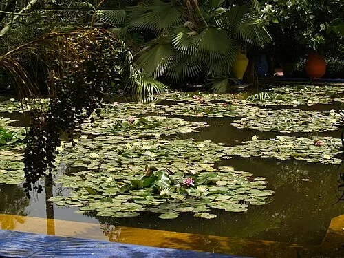 Le bassin aux nymphéas — Jardin Majorelle