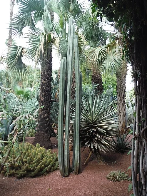 Le musée vivant des cactus — Jardin Majorelle