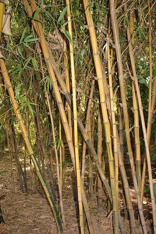 La bambouseraie — Jardin Majorelle