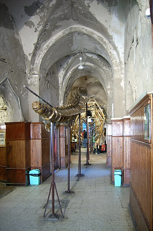 The Whale Skeleton Display — Citadel of Qaitbay audio guide stop