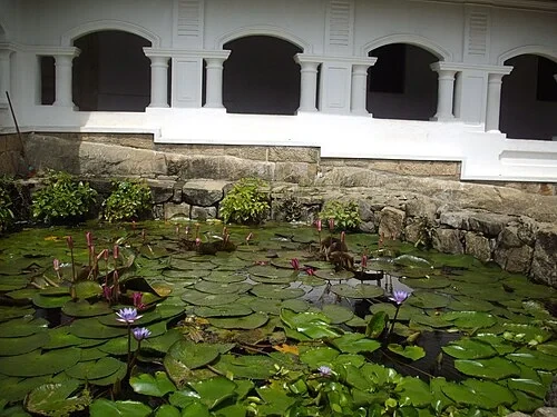 The Temple Lily Pond