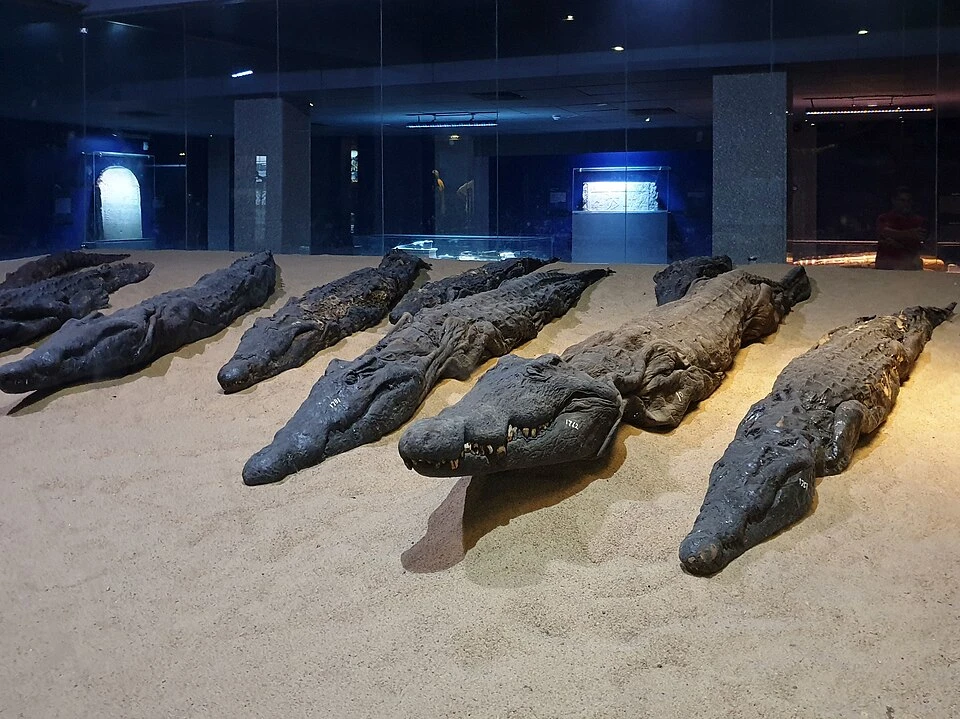 The Crocodile Mummies — Temple of Kom Ombo audio guide stop